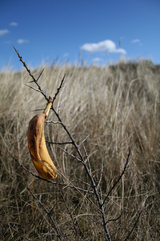 Bananenbaum auf Spiekeroog