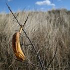 Bananenbaum auf Spiekeroog