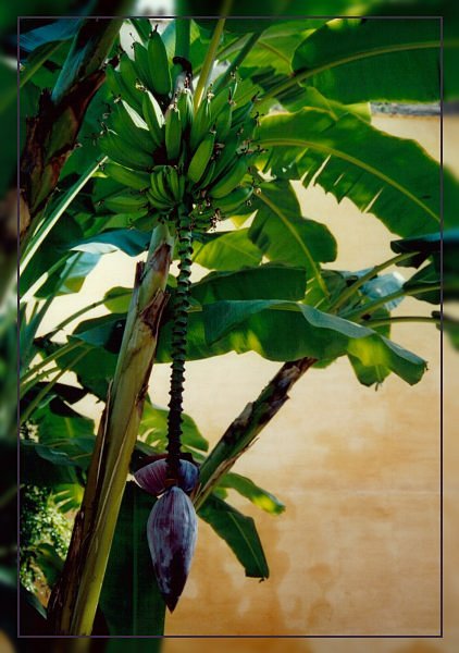 Bananenbaum Foto Bild Pflanzen Pilze Flechten Natur Bilder Auf Fotocommunity