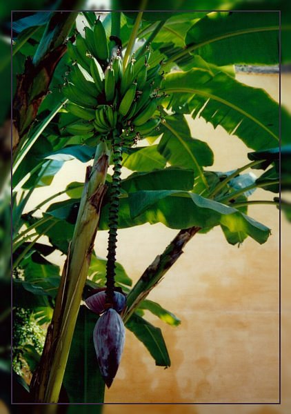 Bananenbaum