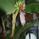 bananenbaum