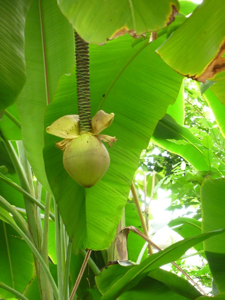 Bananenbaum mit Blüte ...