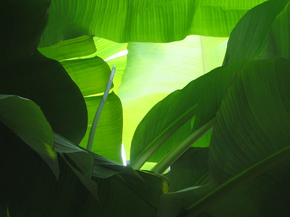 Bananenblätter im Gegenlicht