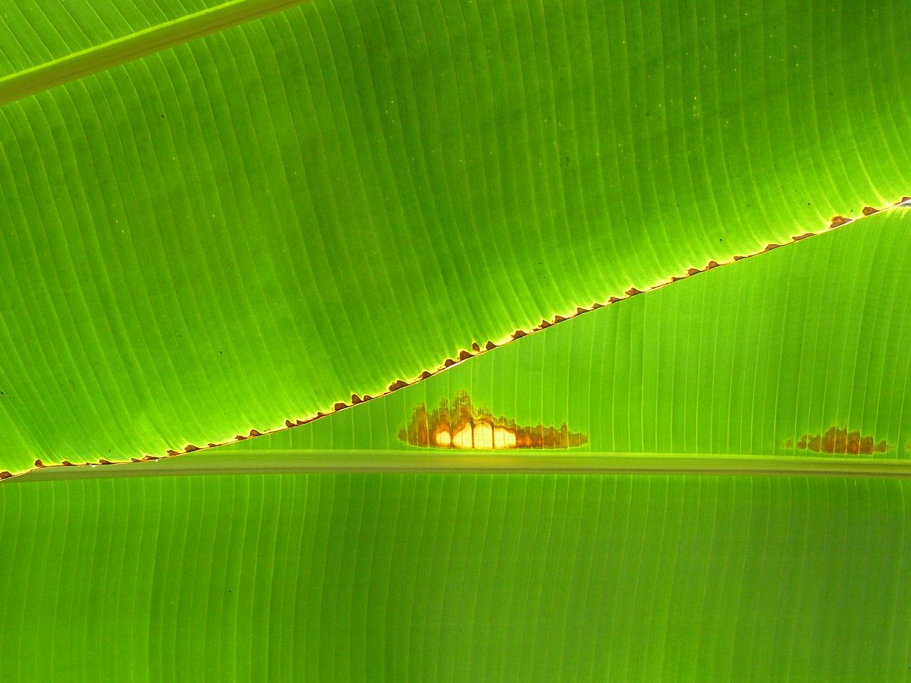 Bananenblatt in der Wilhelma (Stuttgart)