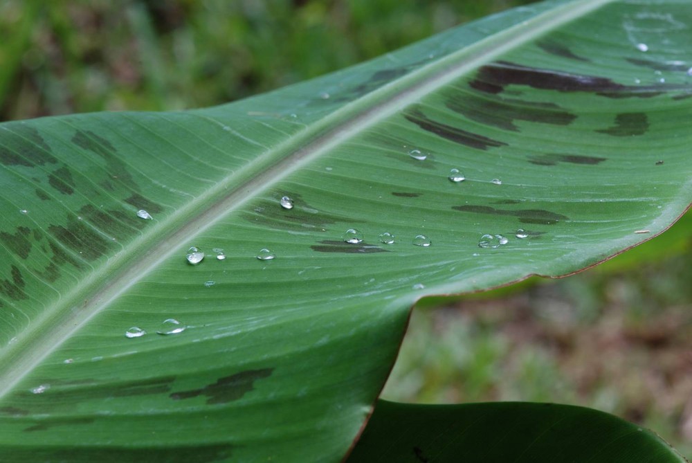 Bananenblatt mit Wassertropfen