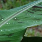 Bananenblatt mit Wassertropfen