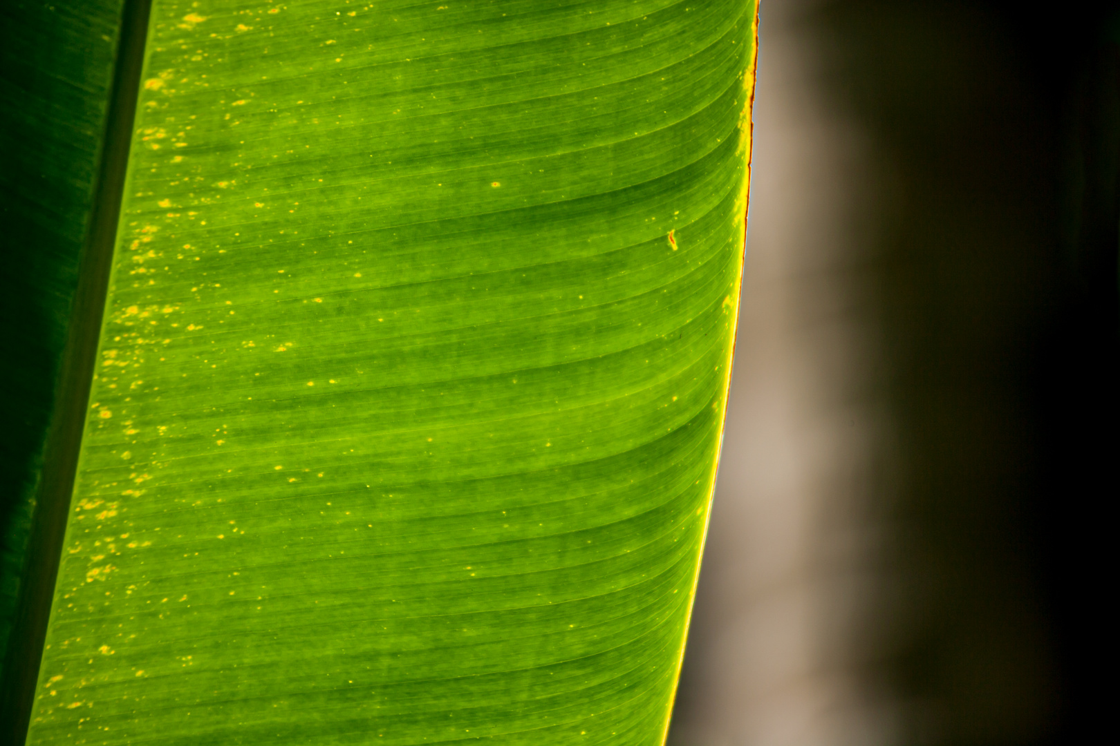 Bananenblatt - Thailand