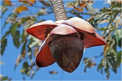 Bananenblühte mit Fliege