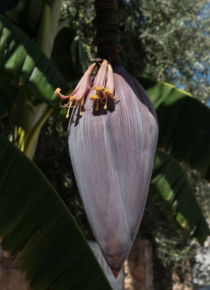 Bananenblüte