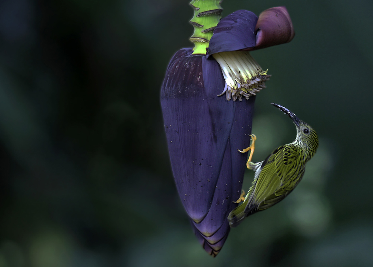 Bananenblüte