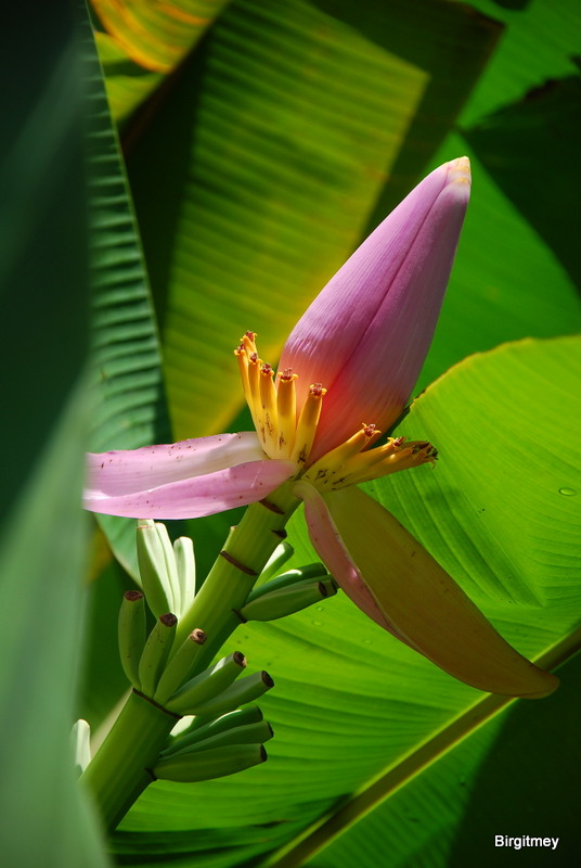 Bananenblüte