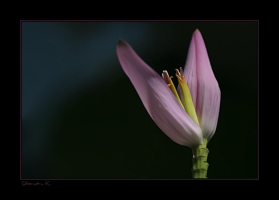 Bananenblüte