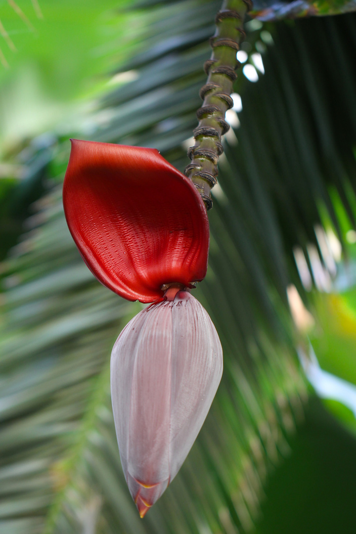 Bananenblüte