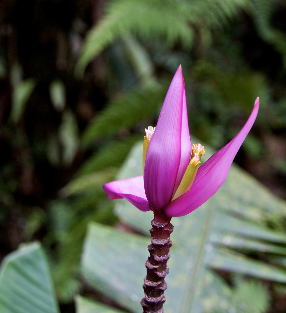 Bananenblüte