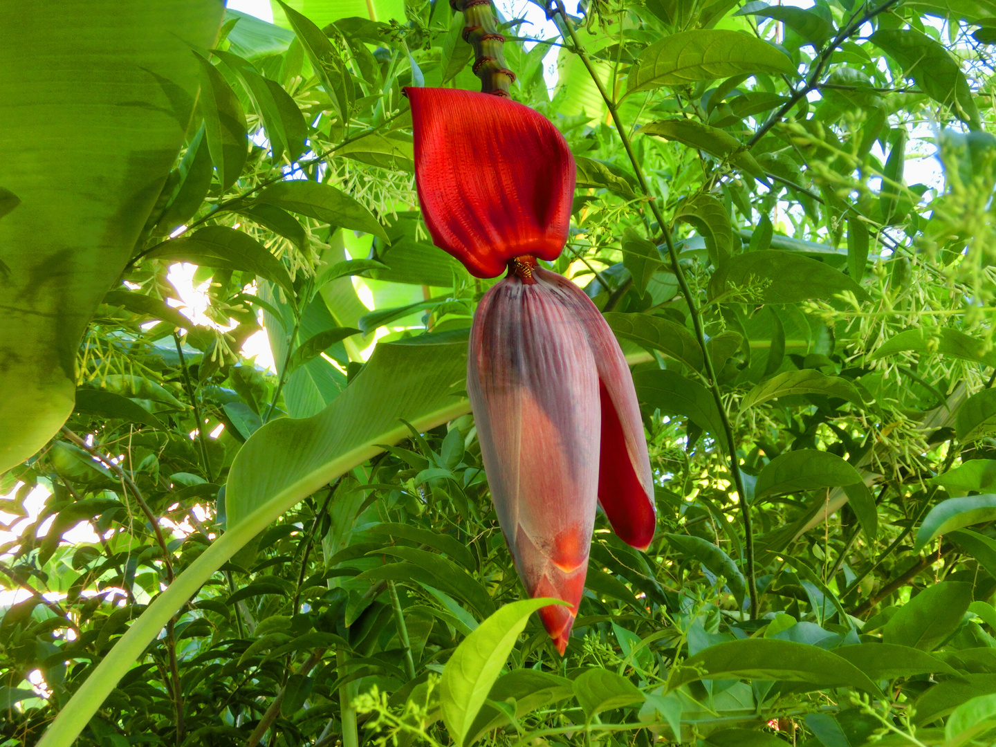 Bananenblüte