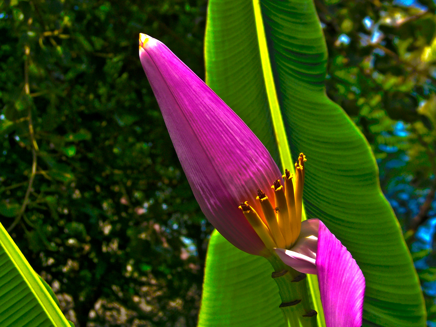 Bananenblüte