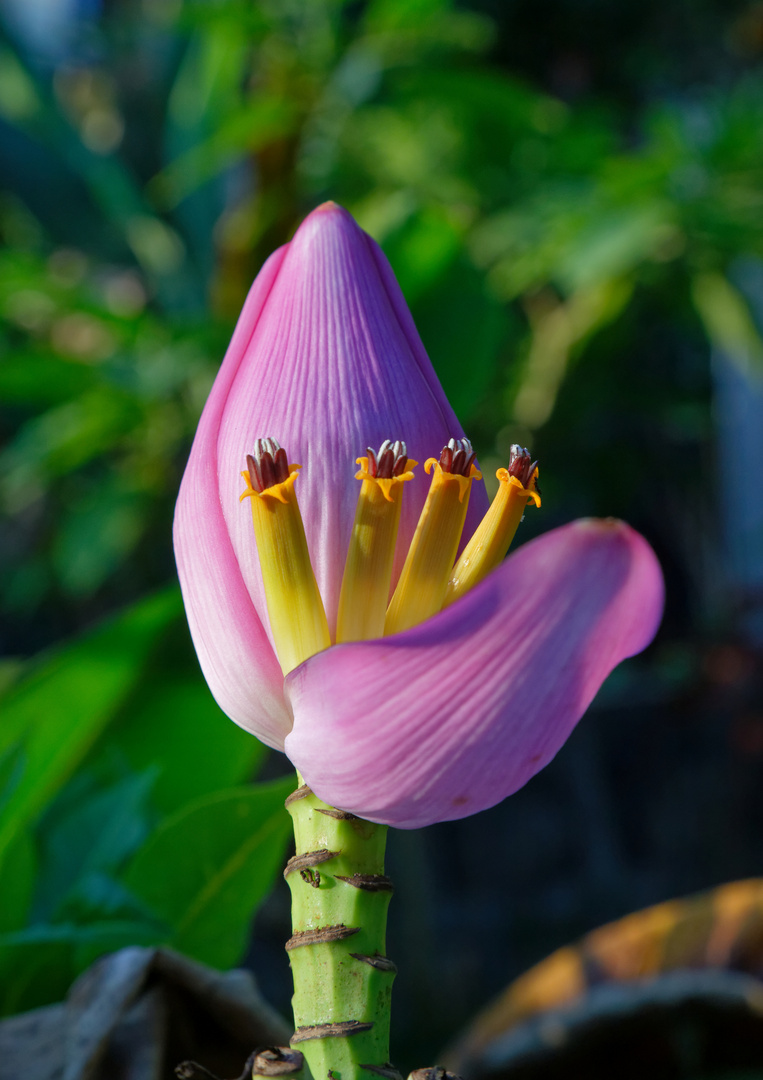 Bananenblüte