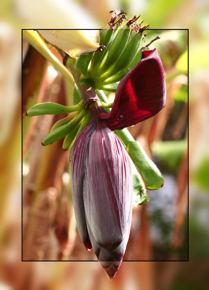 Bananenblüte