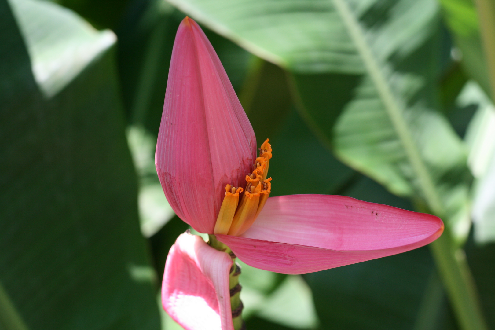 Bananenblüte