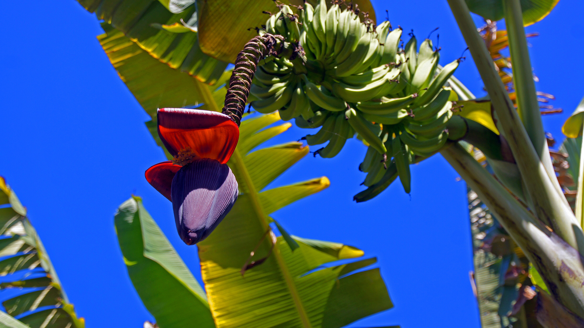 Bananenblüte