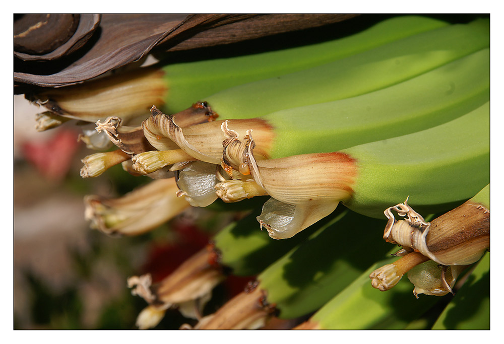 .Bananenblüte.