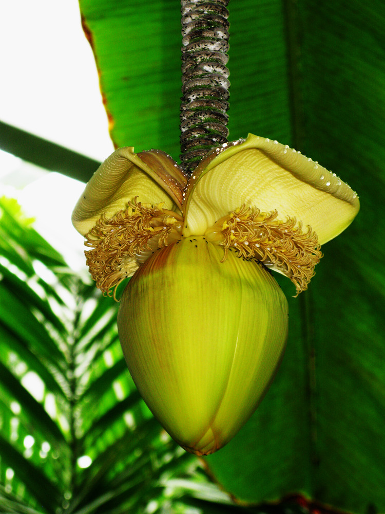 Bananenblüte