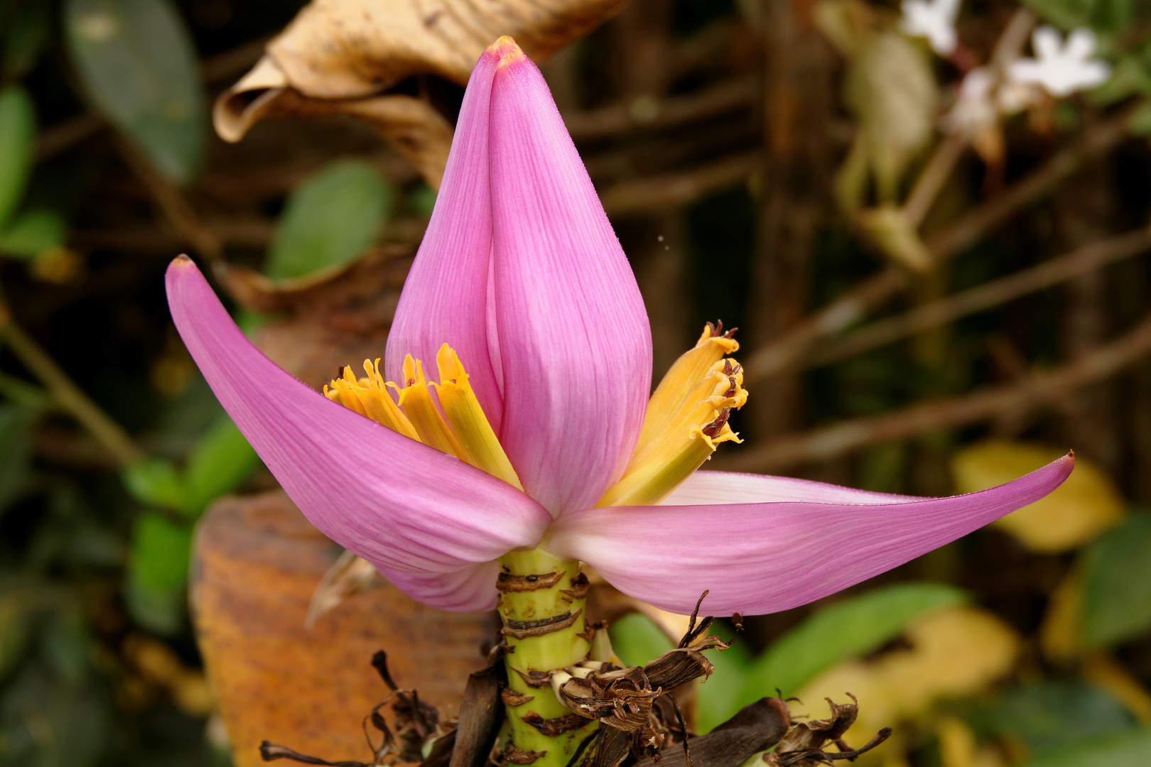 Bananenblüte