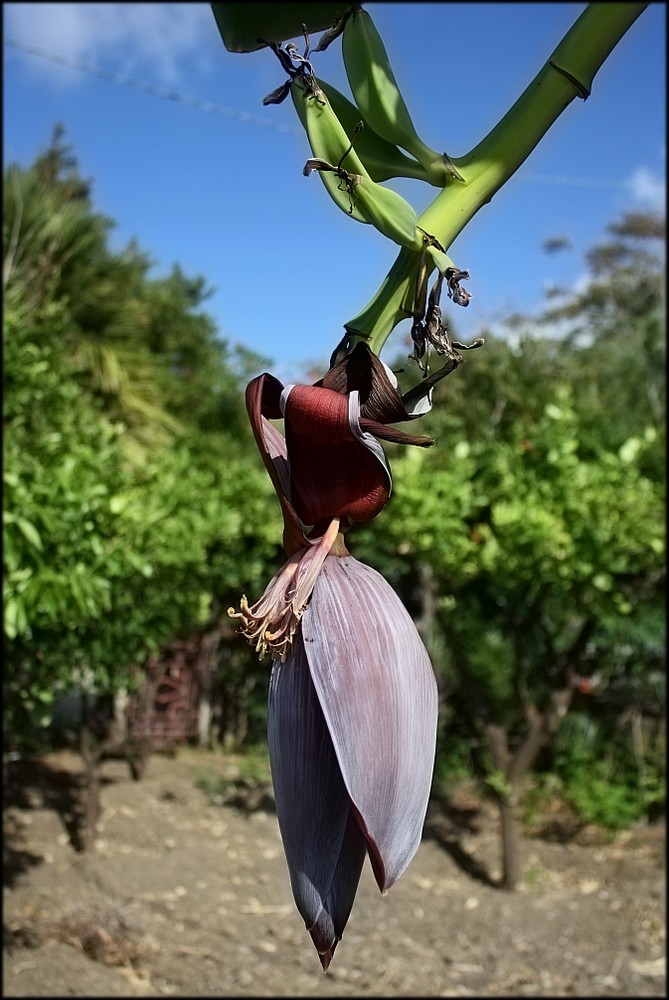 Bananenblüte