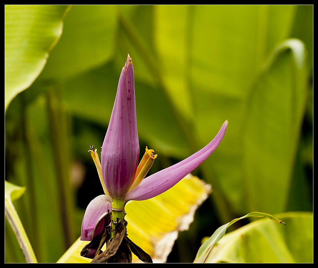 Bananenblüte