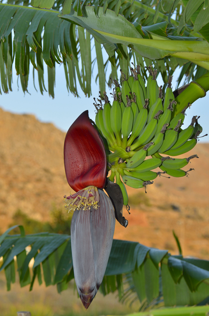 Bananenblüte