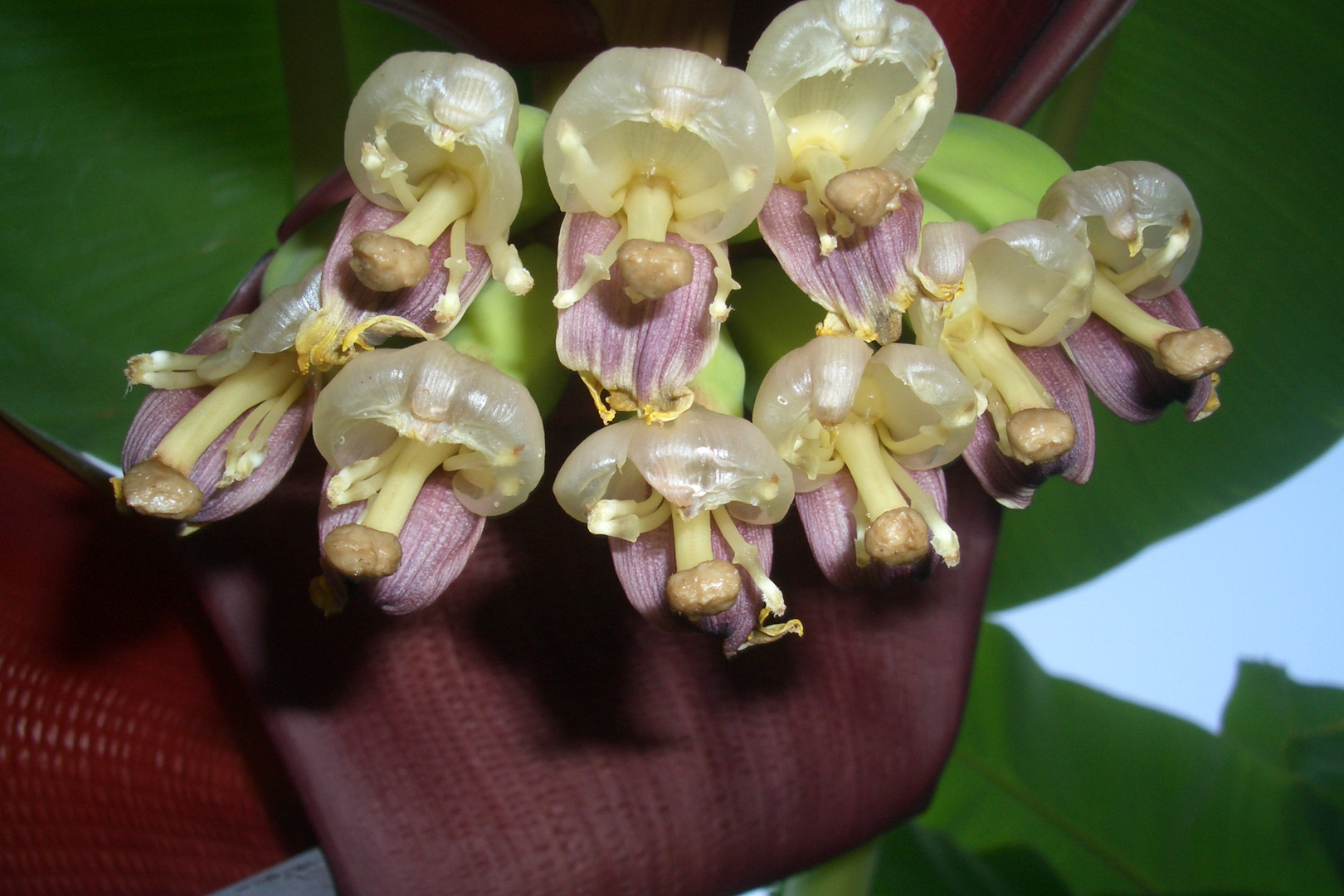 Bananenblüte