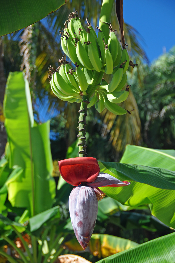 Bananenblüte