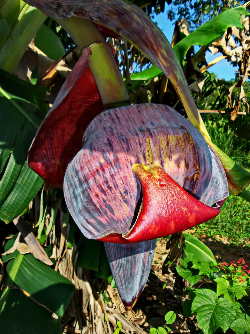 " Bananenblüte " , Aklan