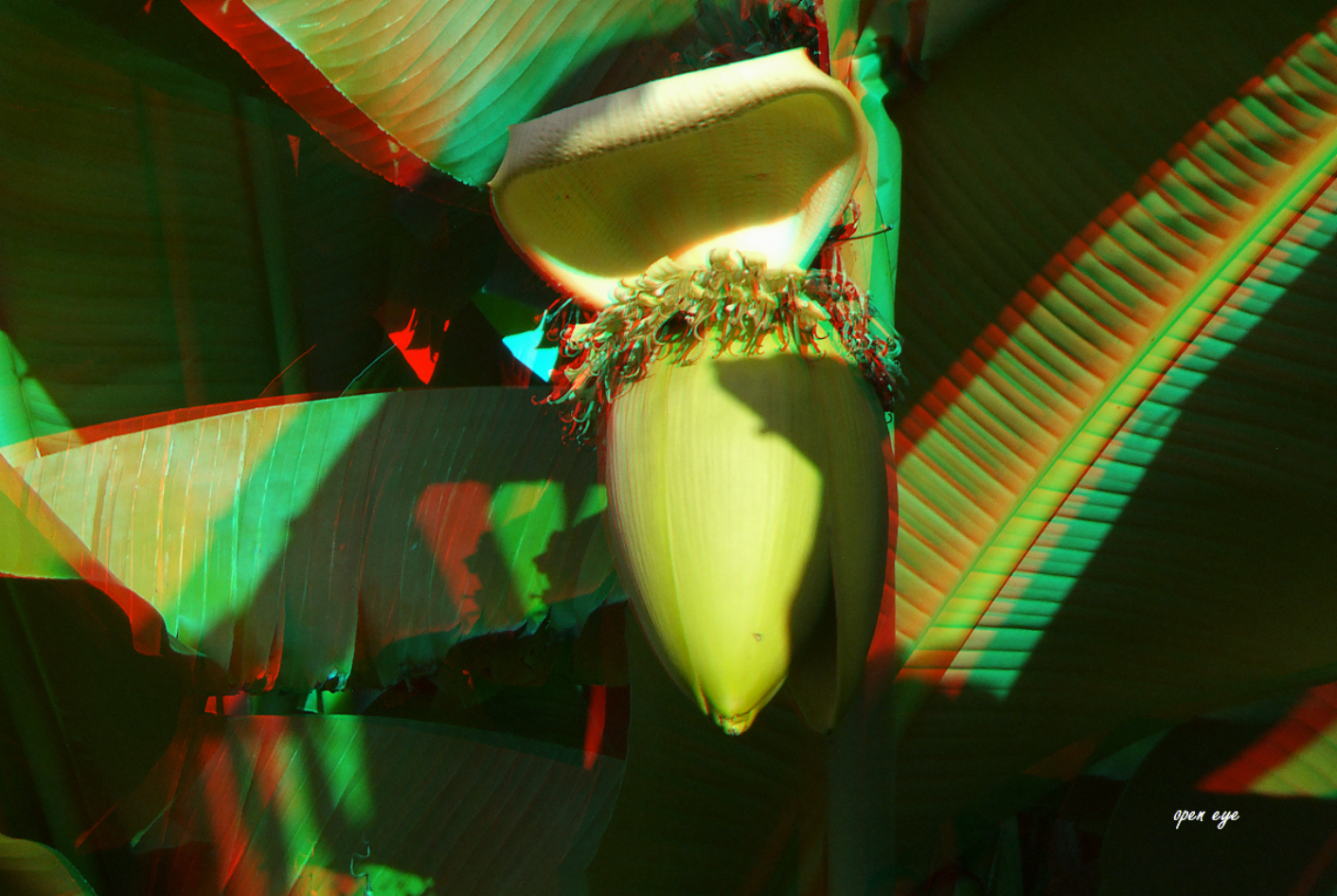 Bananenblüte - Anaglyphen