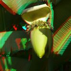 Bananenblüte - Anaglyphen