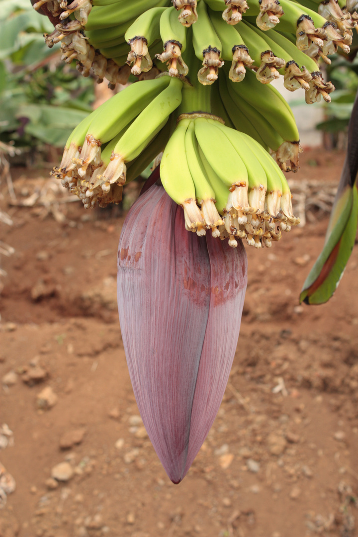 Bananenblüte auf Madeira