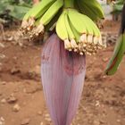 Bananenblüte auf Madeira