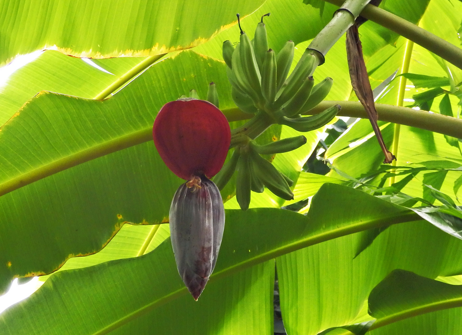 Bananenblüte