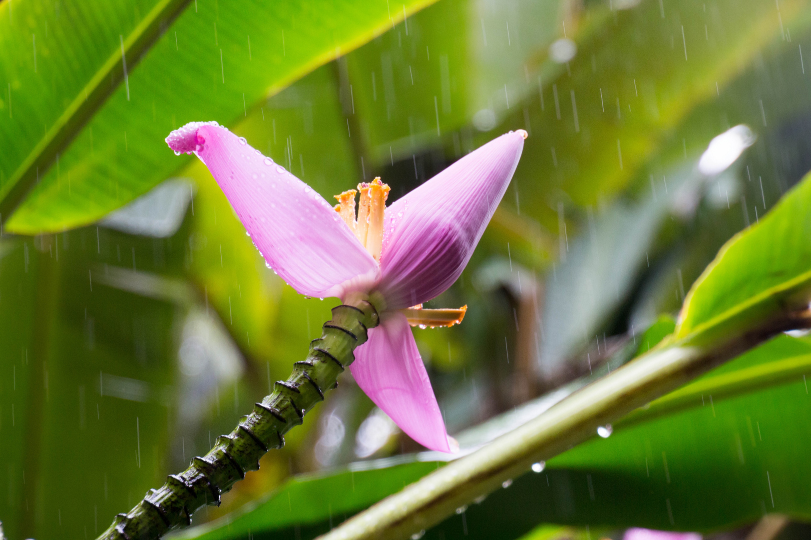 Bananen.Blüte