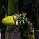 Bananenblüte