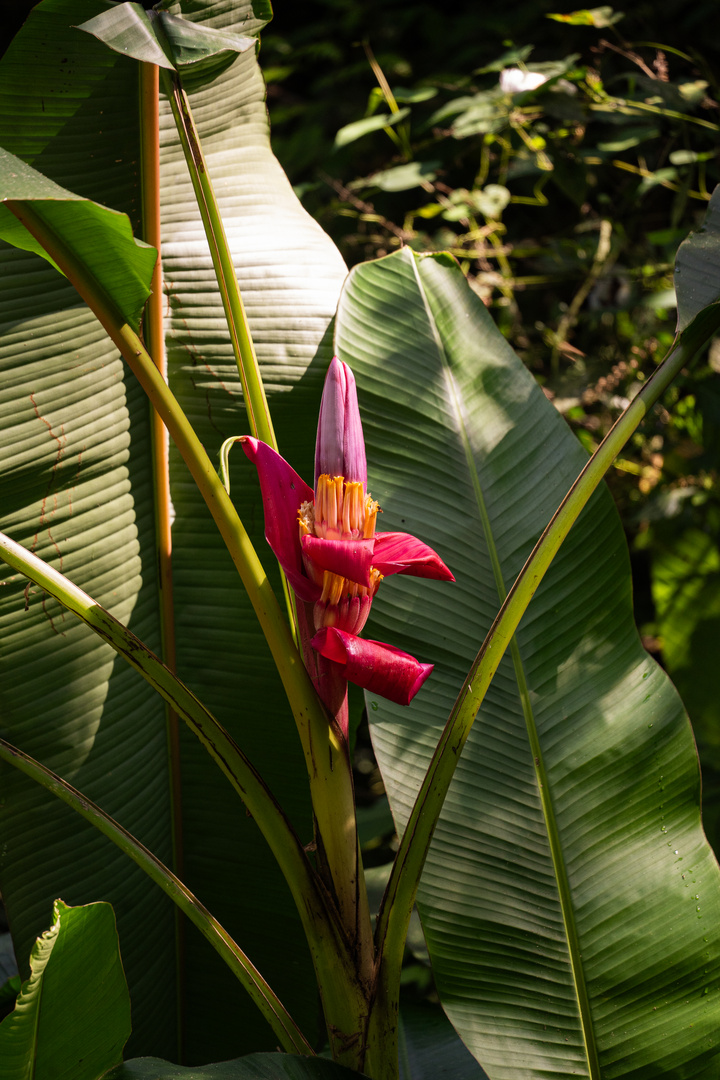 Bananenblüte