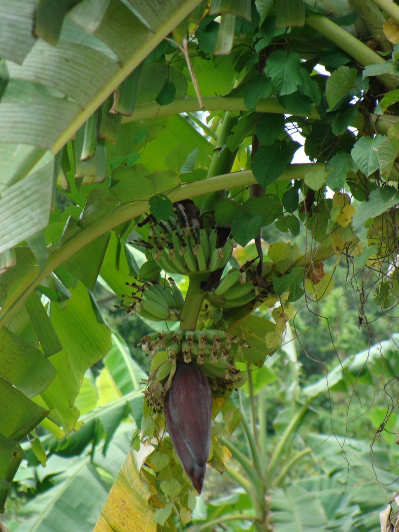 Bananenblüte