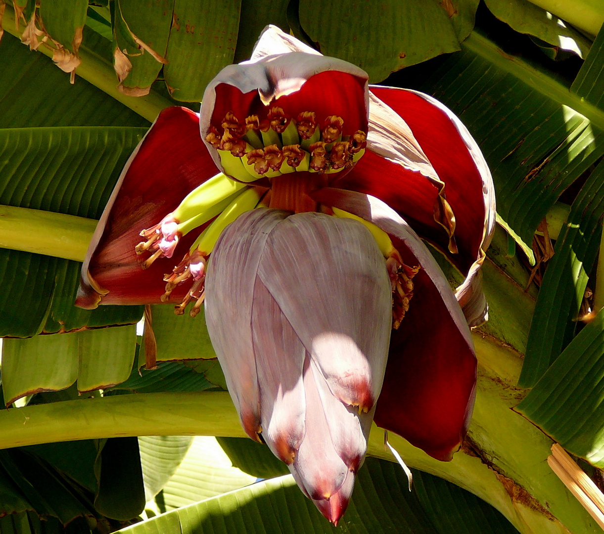 Bananenblüte