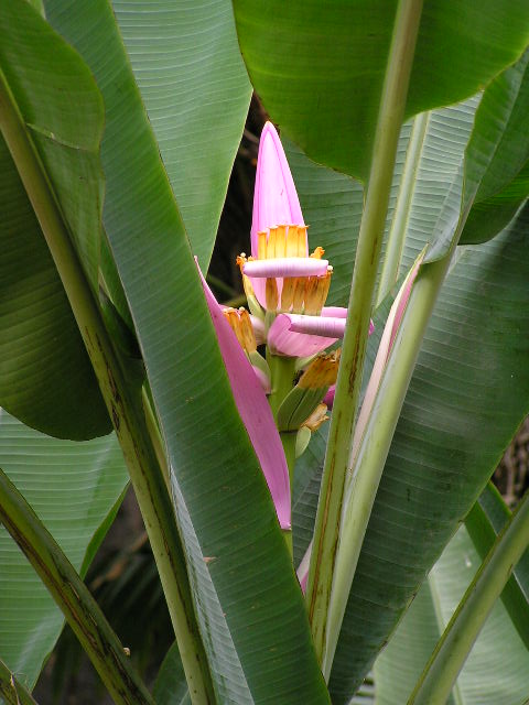 Bananenblüte