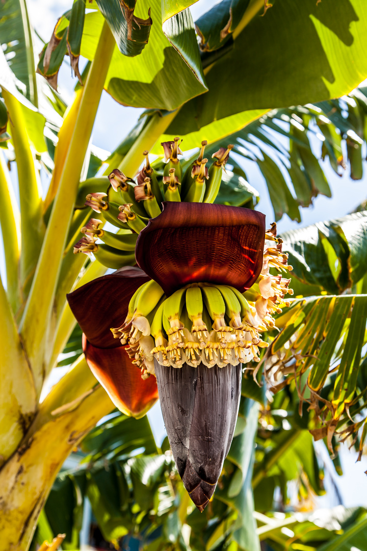 Bananenblüte Foto & Bild pflanzen, pilze & flechten, blüten