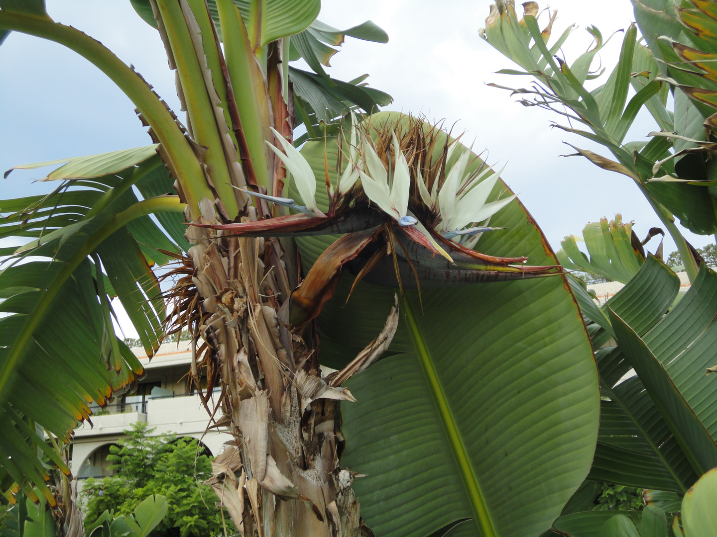 bananenblüte?