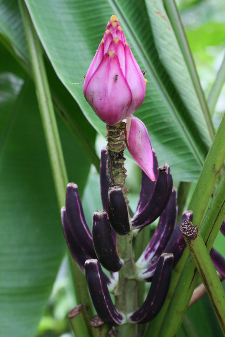 Bananenblüte