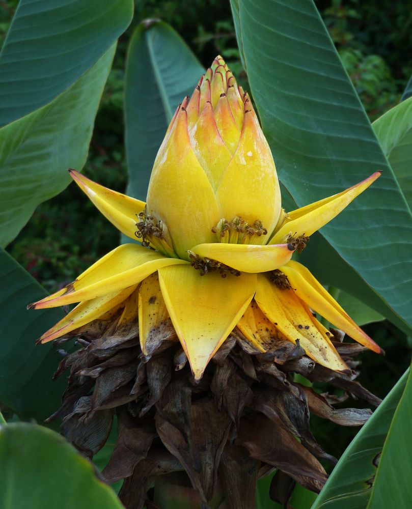 Bananenblüte - Golden-Lotus-Banane (Musella lasiocarpa)