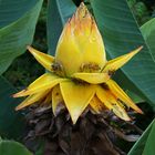 Bananenblüte - Golden-Lotus-Banane (Musella lasiocarpa)