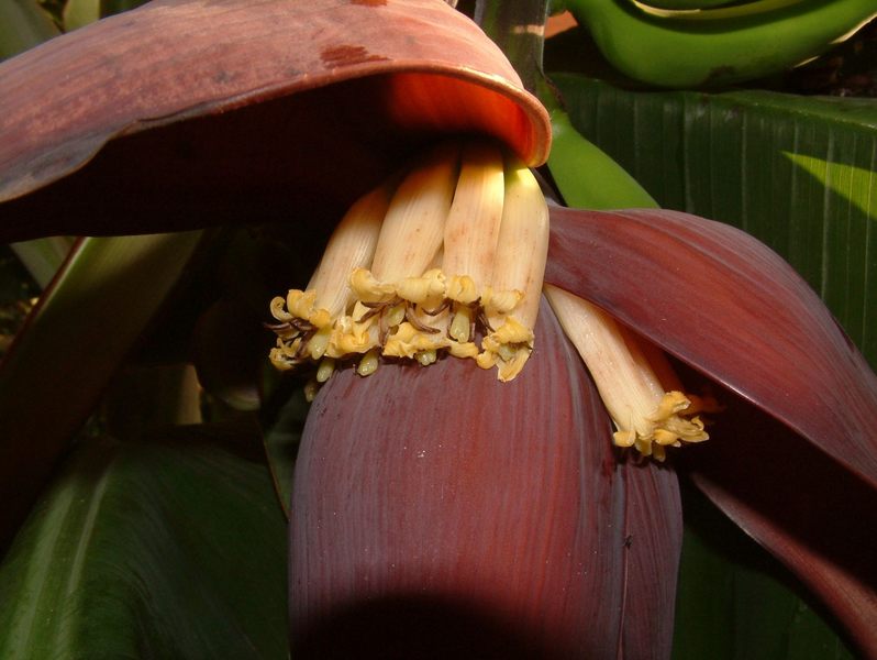 Bananenblüte in München